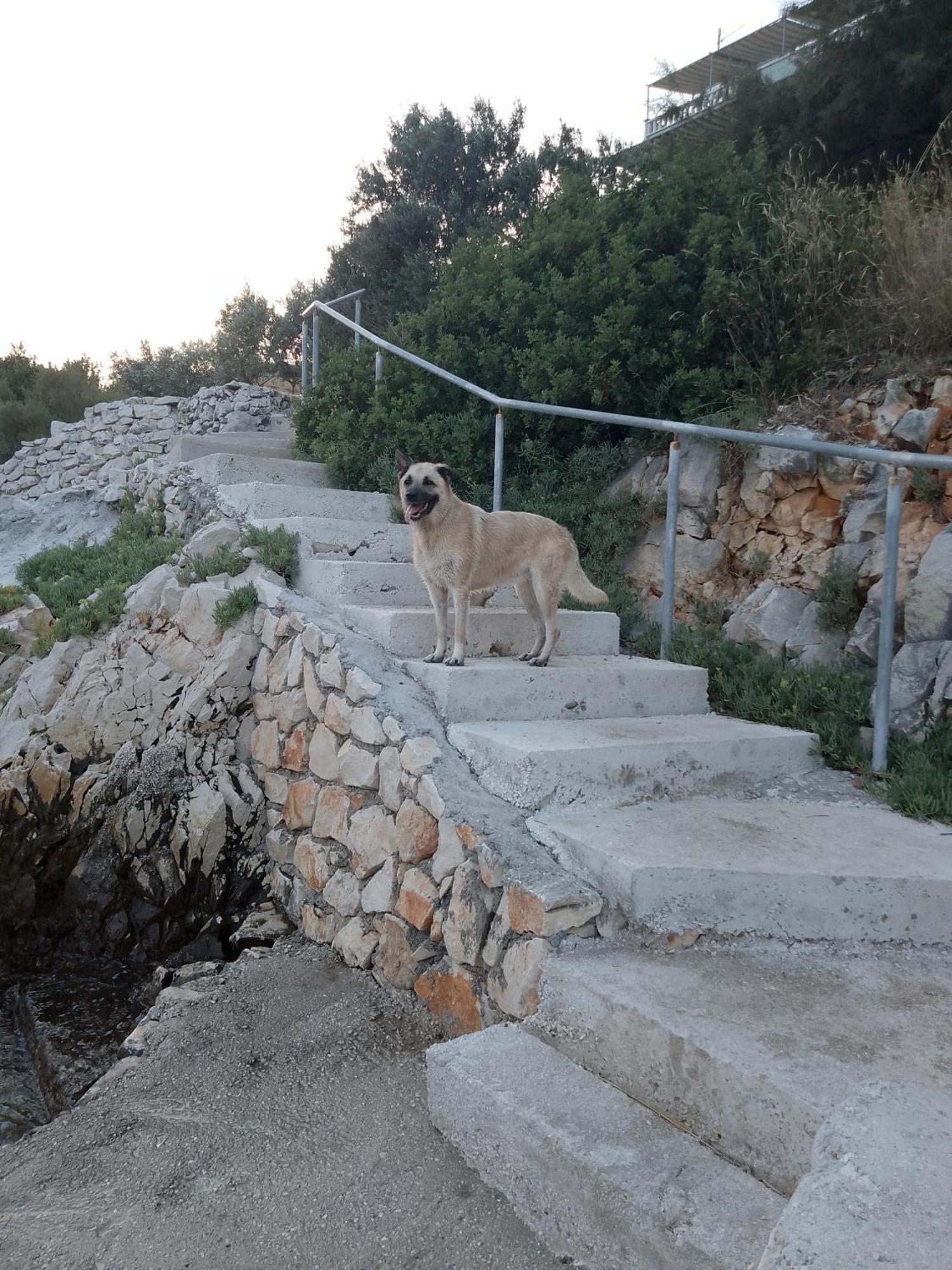 Villa Pinky And Superior Trogir 希杰·弗朗吉卡 外观 照片